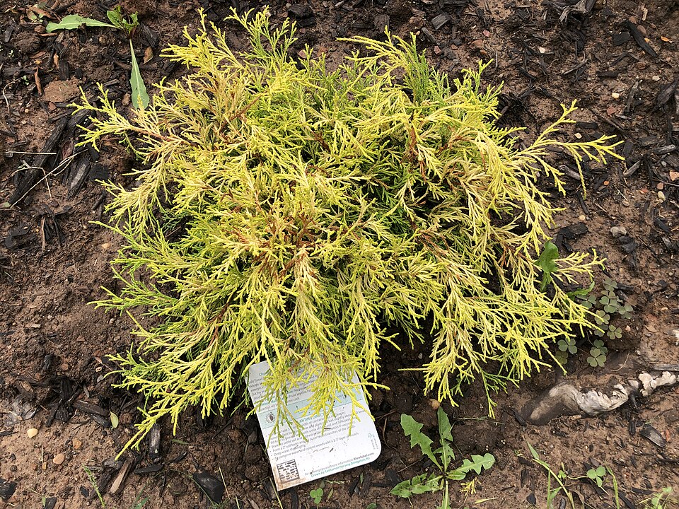 Chamaecyparis pisifera 'Golden Mop' (Golden Mop Cypress) (alternate view 2)