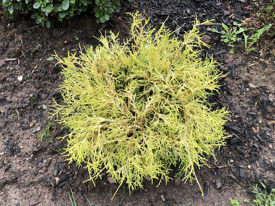 Chamaecyparis pisifera 'Golden Mop' (Golden Mop Cypress) (alternate view 3)
