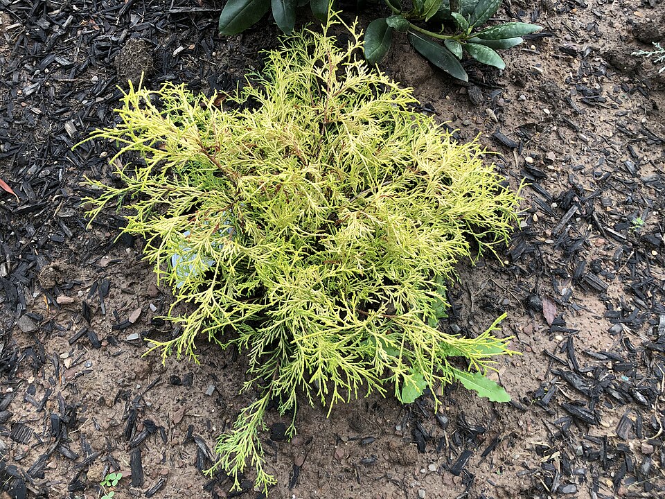 Chamaecyparis pisifera 'Golden Mop' (Golden Mop Cypress) (alternate view 4)