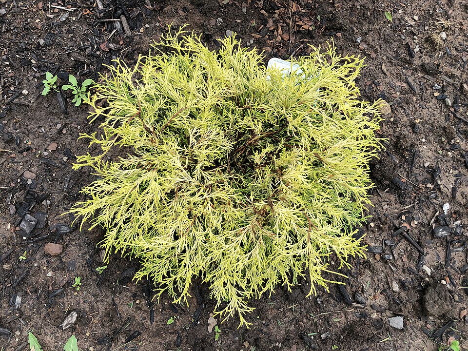 Chamaecyparis pisifera 'Golden Mop' (Golden Mop Cypress) (alternate view 5)