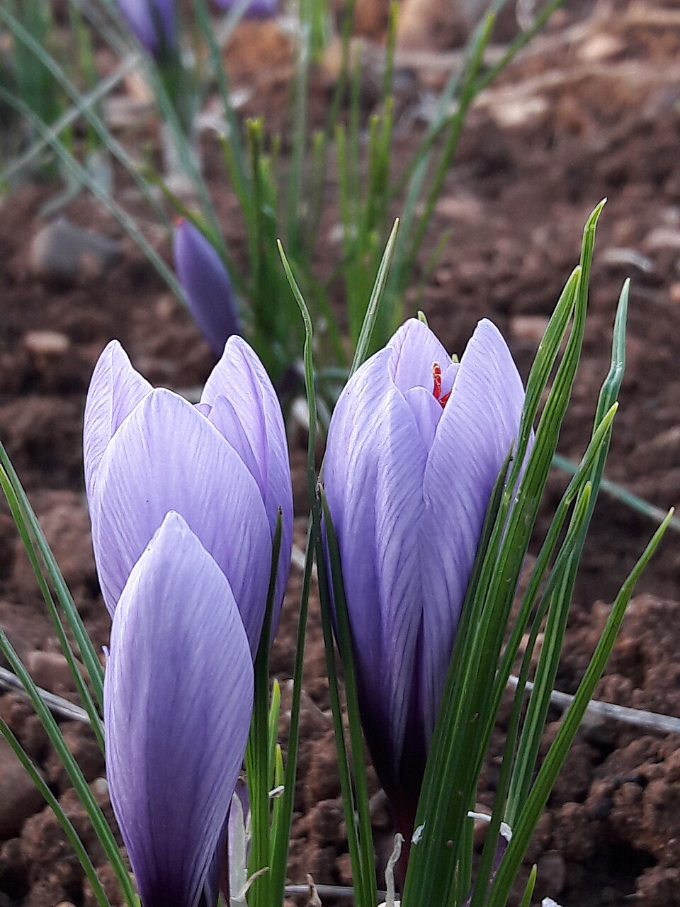 Crocus neapolitanus (spring crocus)