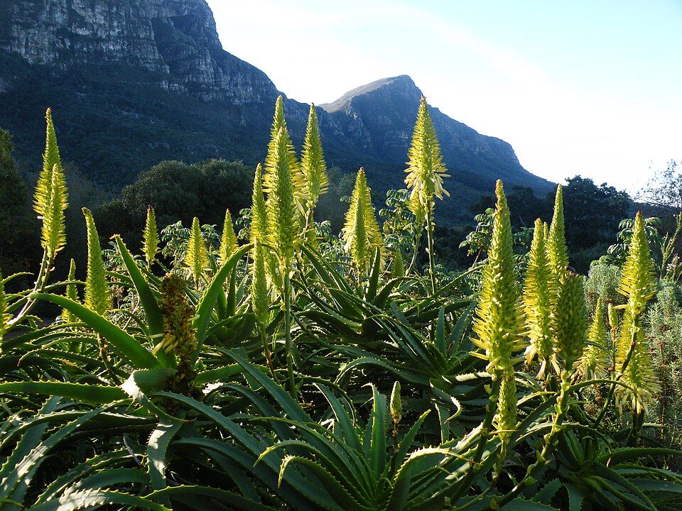 Aloe arborescens (Candelabra Aloe) (alternate view 7)