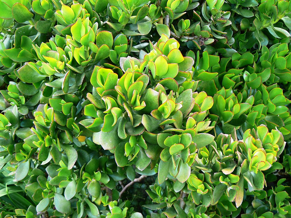 Crassula ovata (Jade Plant) (alternate view 10)