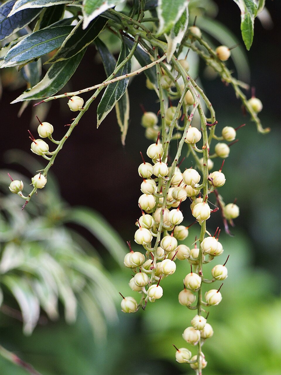 Pieris japonica 'Flaming Silver' (Flaming Silver Pieris)