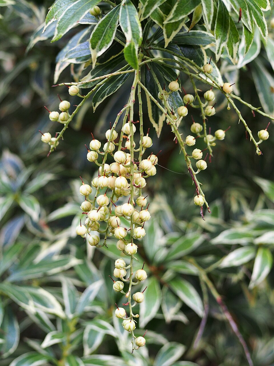 Pieris japonica 'Flaming Silver' (Flaming Silver Pieris) (alternate view 2)