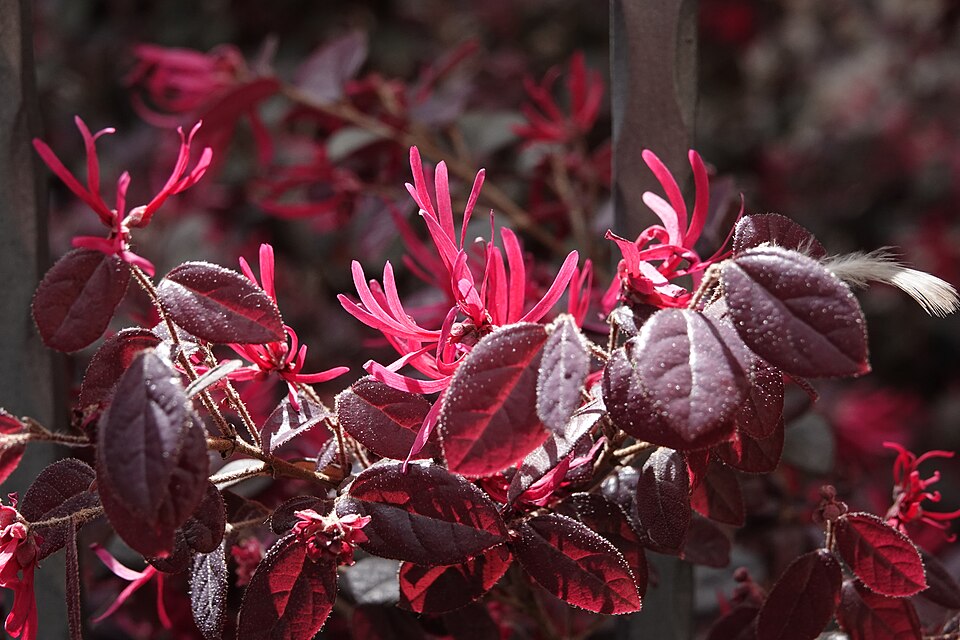 Loropetalum (alternate view 6)