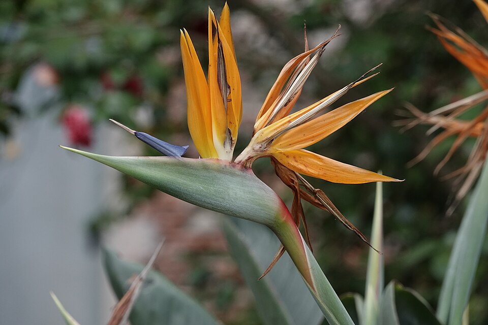 Strelitzia (Bird-of-paradise flowers) (alternate view 3)