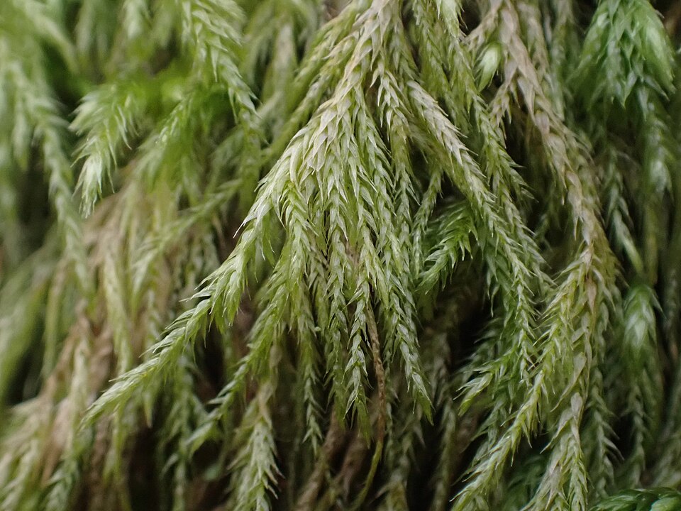 Pseudisothecium stoloniferum (Cat's Tail Moss) (alternate view 5)