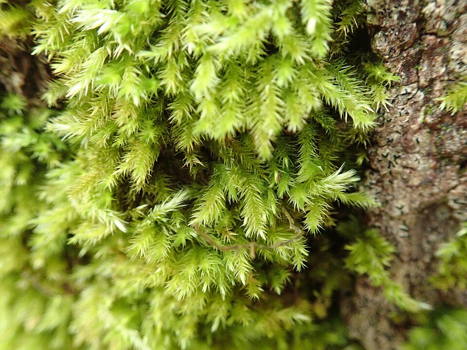 Homalothecium (homalothecium mosses) (alternate view 4)