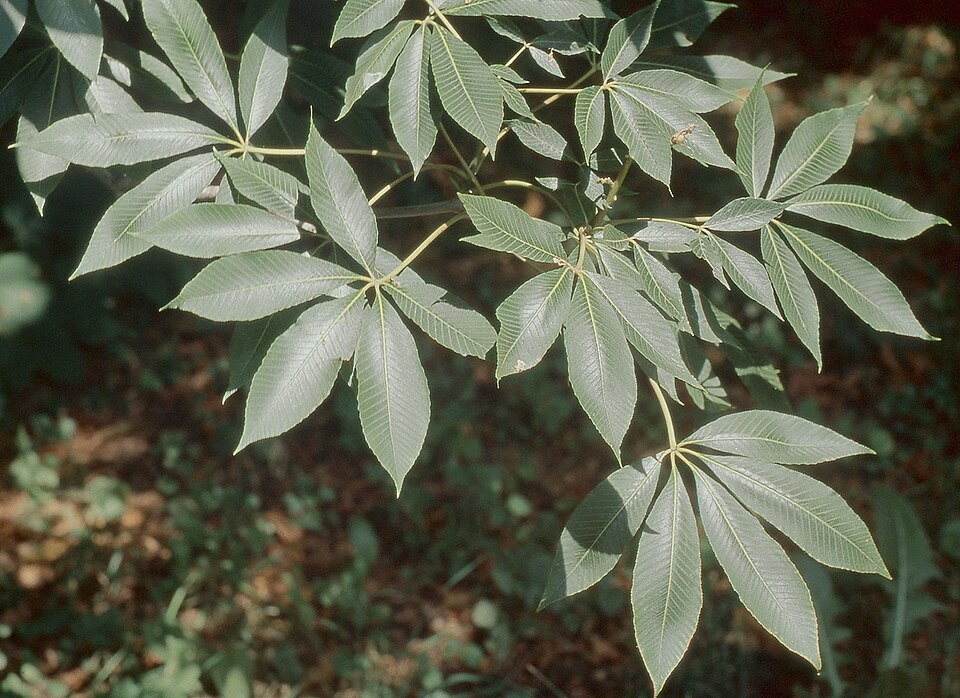 Aesculus chinensis (Chinese Horse Chestnut)