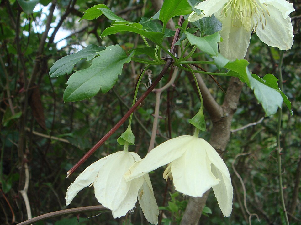Clematis cirrhosa (early clematis) (alternate view 7)