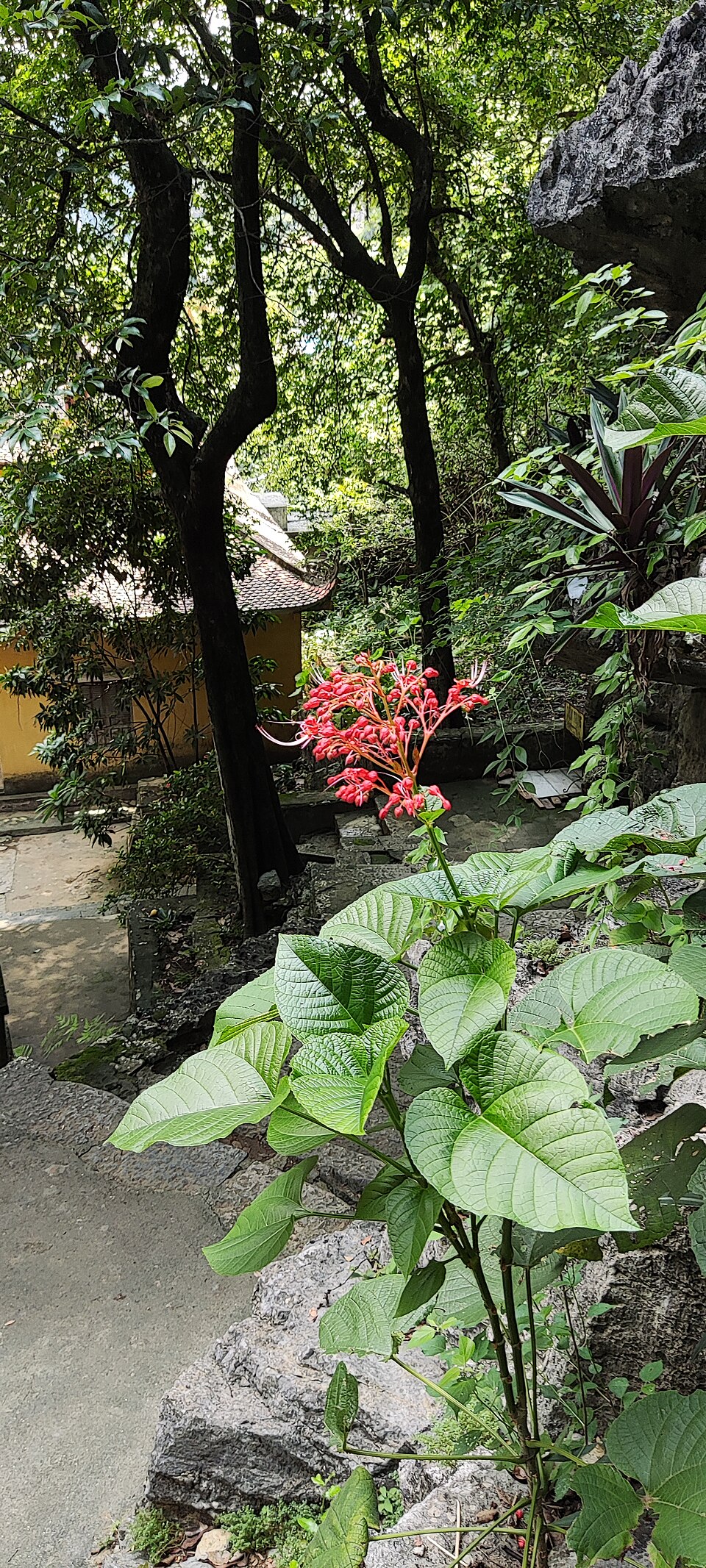 Clerodendrum (Glorybowers) (alternate view 2)