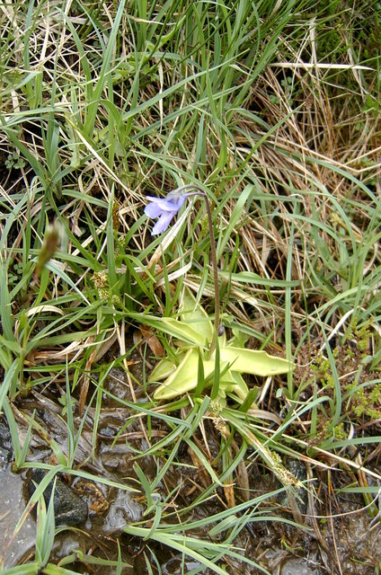 Pinguicula vulgaris (Common Butterwort)