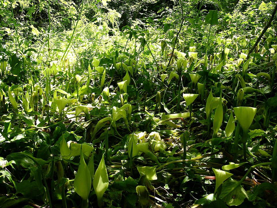 Arum (arum lilies)