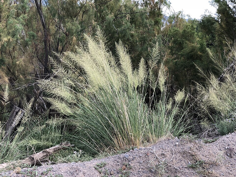 Sporobolus wrightii (Giant Sacaton) (alternate view 2)