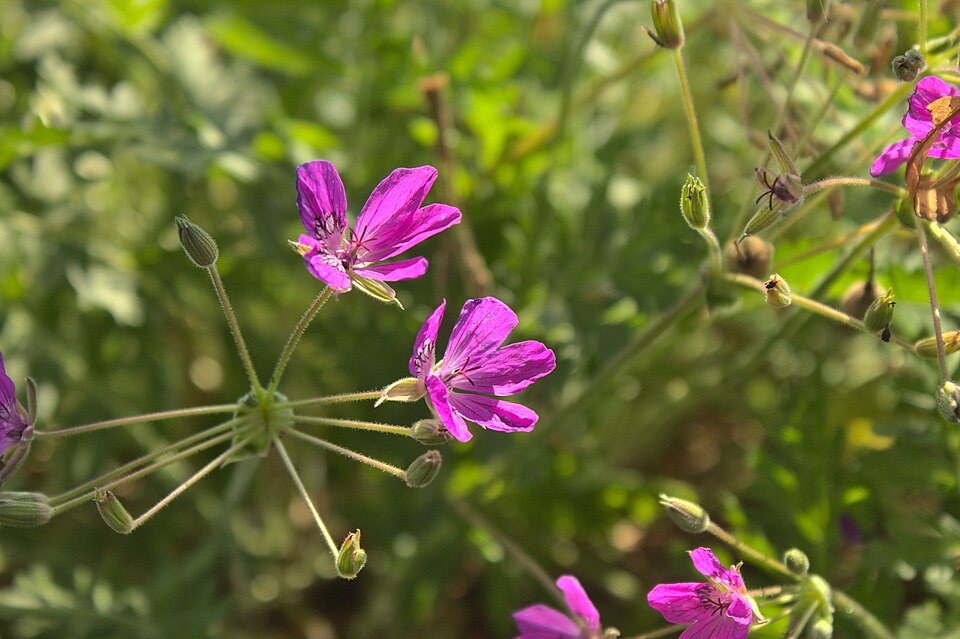 Erodium (stork's-bills) (alternate view 7)