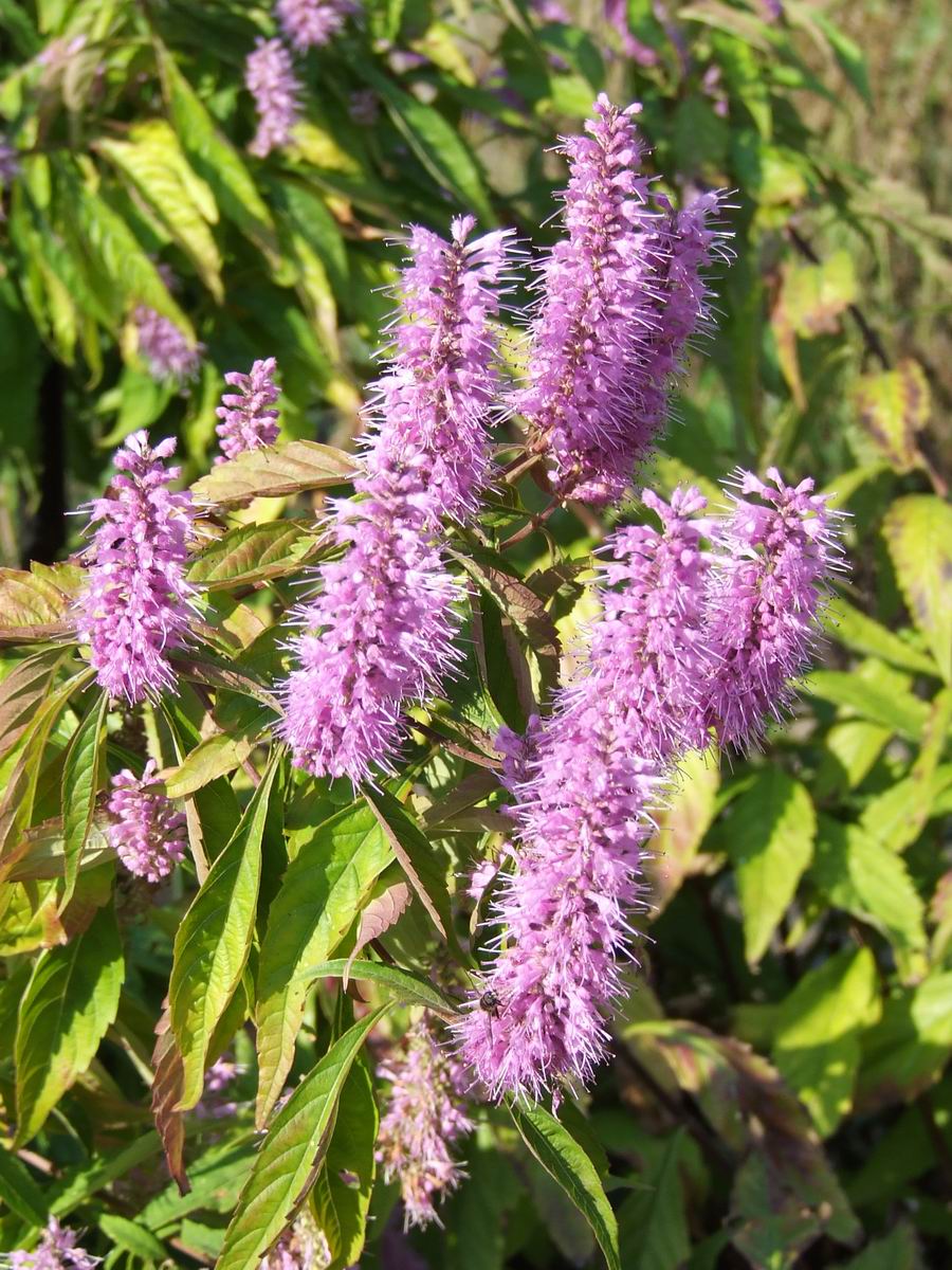 Elsholtzia stauntonii (alternate view 6)