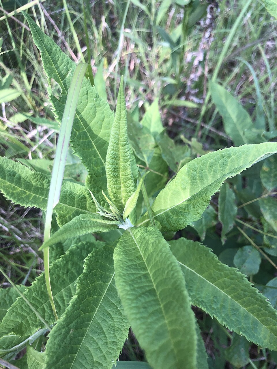 Vernonia missurica (Missouri Ironweed) (alternate view 4)