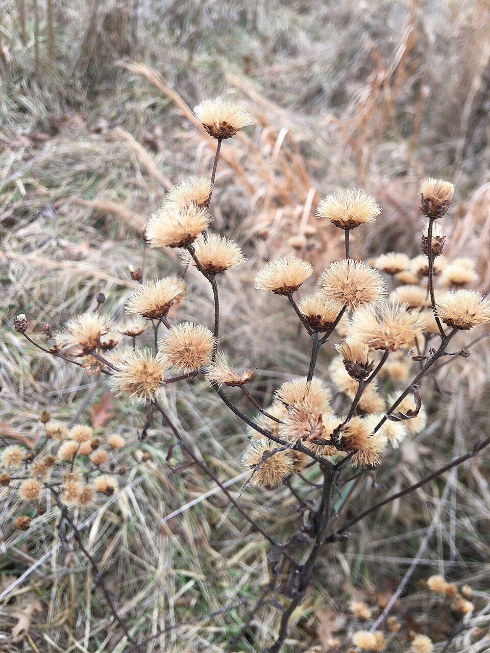 Vernonia missurica (Missouri Ironweed) (alternate view 5)
