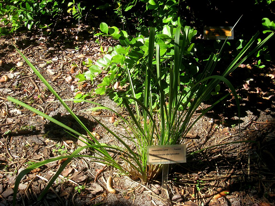 Tripsacum dactyloides (eastern gamagrass) (alternate view 6)