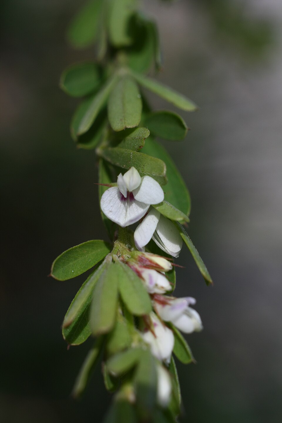 Lespedeza cuneata (Chinese bushclover)