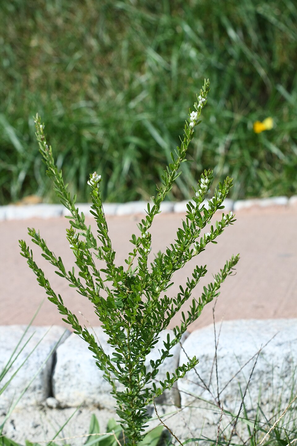 Lespedeza cuneata (Chinese bushclover)