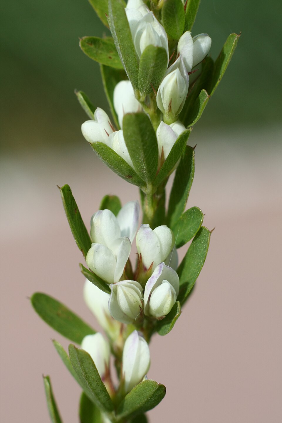 Lespedeza cuneata (Chinese bushclover)