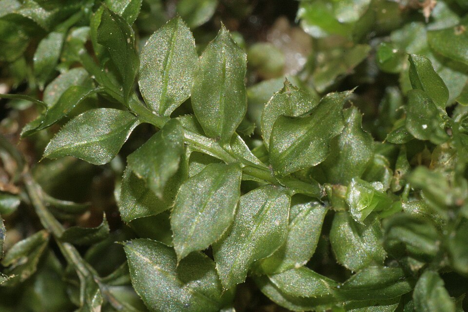 Plagiomnium cuspidatum (Woodsy Thyme-moss) (alternate view 7)