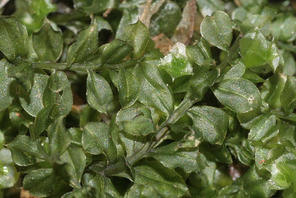 Plagiomnium cuspidatum (Woodsy Thyme-moss) (alternate view 8)