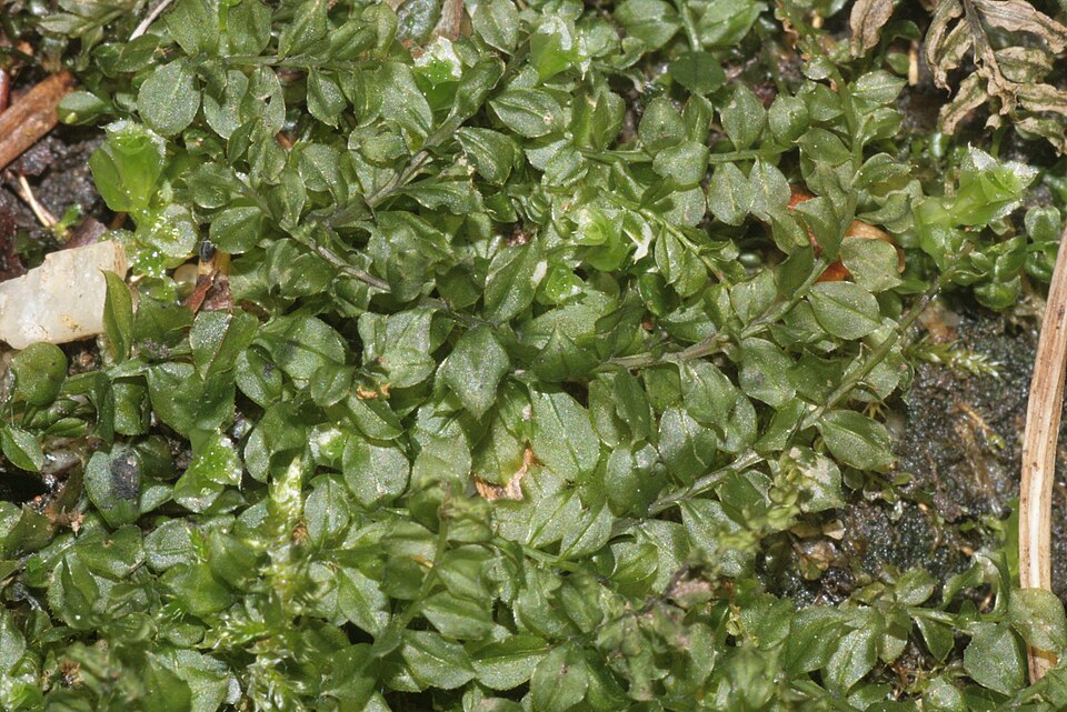 Plagiomnium cuspidatum (Woodsy Thyme-moss) (alternate view 9)