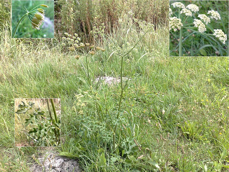 Heracleum sphondylium (hogweed)