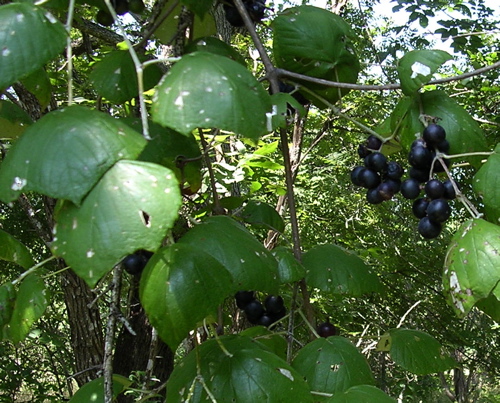 Vitis mustangensis (mustang grape) (alternate view 6)