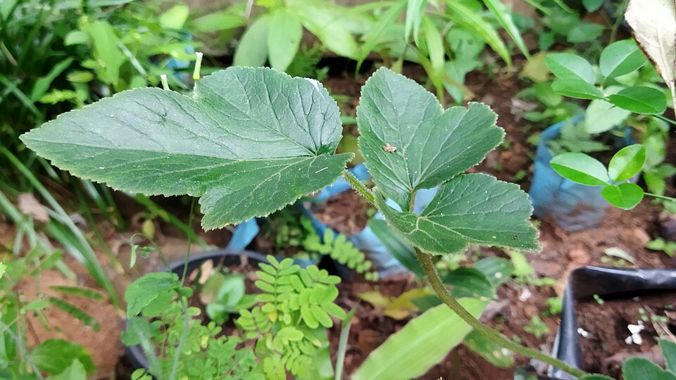 Heracleum (hogweeds) (alternate view 3)