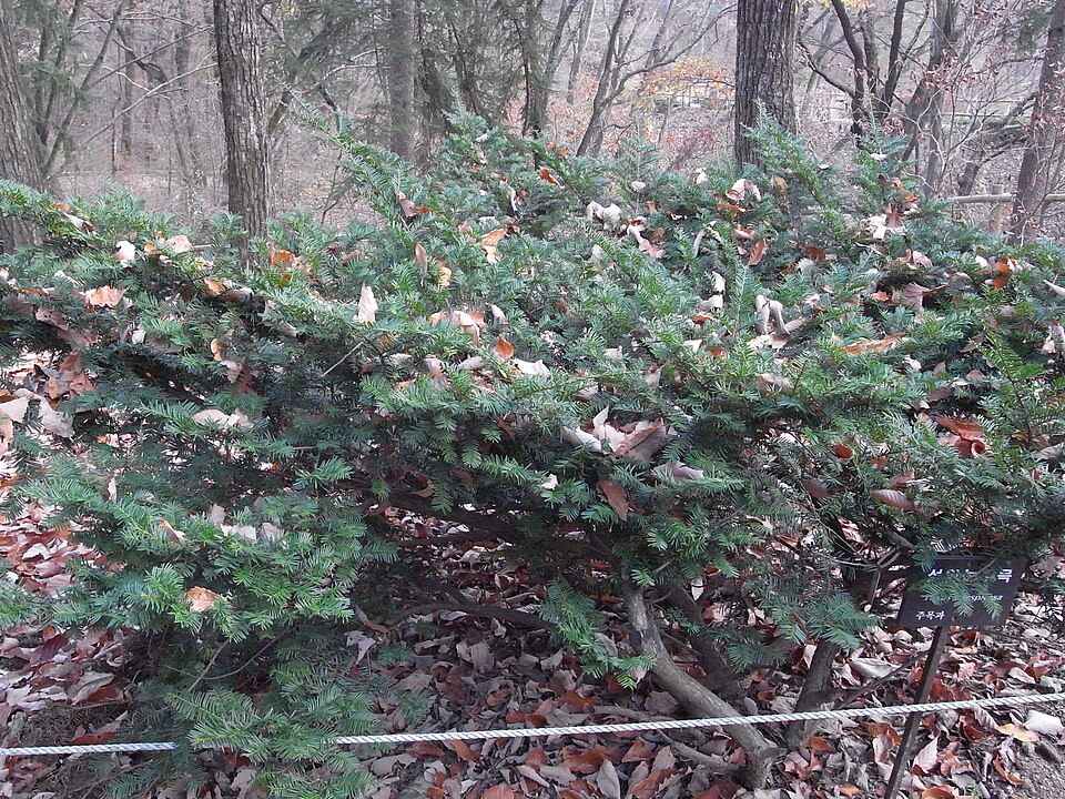 Taxus cuspidata (Japanese yew) (alternate view 15)