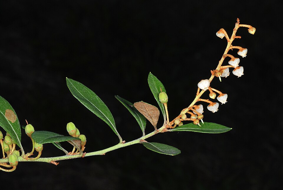 Lyonia fruticosa (coastal plain staggerbush) (alternate view 4)