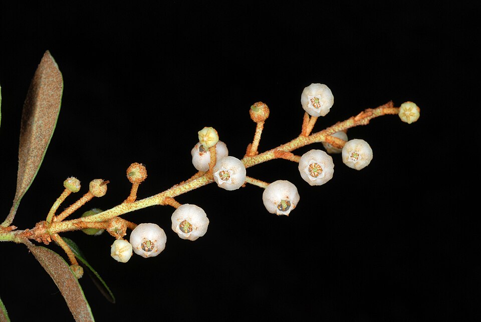 Lyonia fruticosa (coastal plain staggerbush) (alternate view 5)