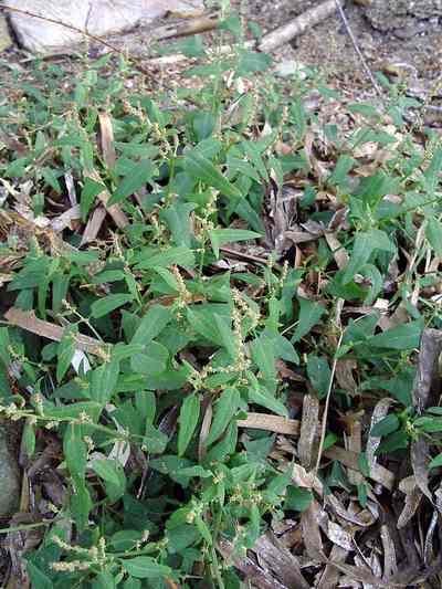 Atriplex prostrata (Creeping Saltbush)