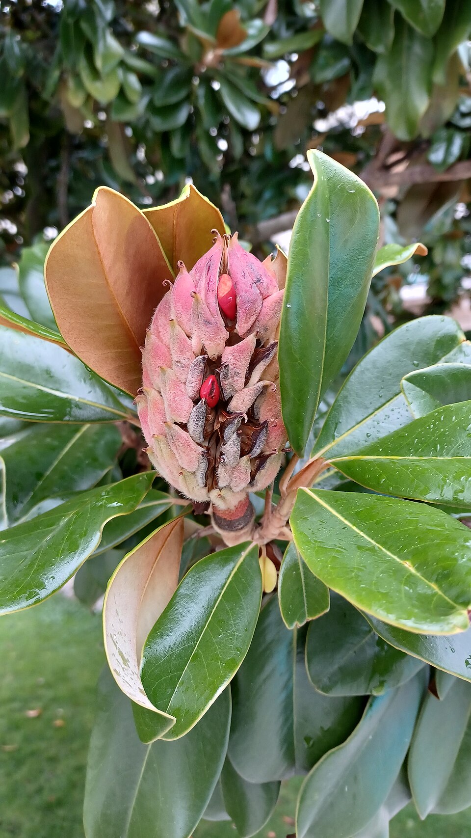 Magnolia (magnolias) (alternate view 8)