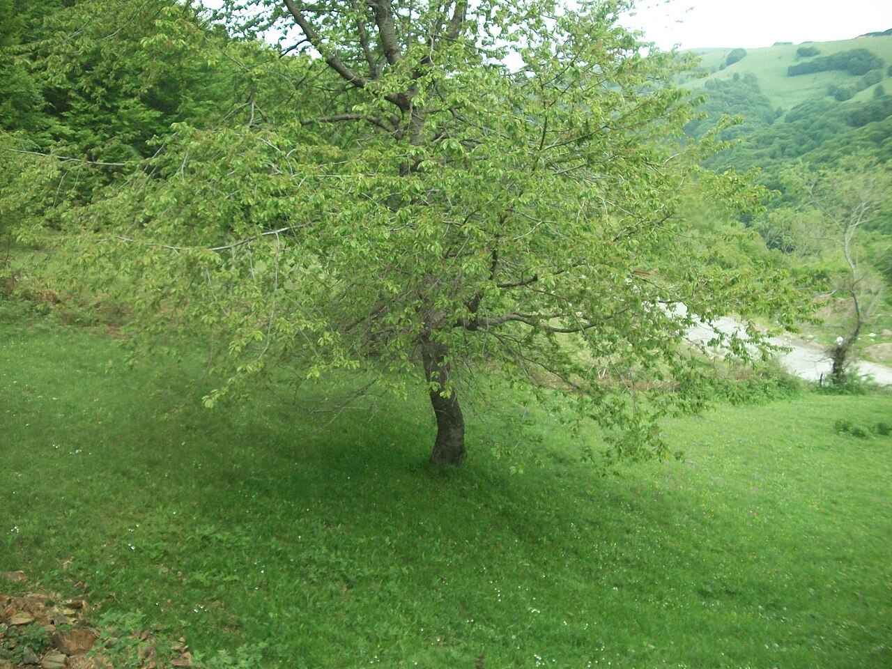Prunus avium, Wild cherry — upright deciduous (Rosaceae) (image 5 of 9)