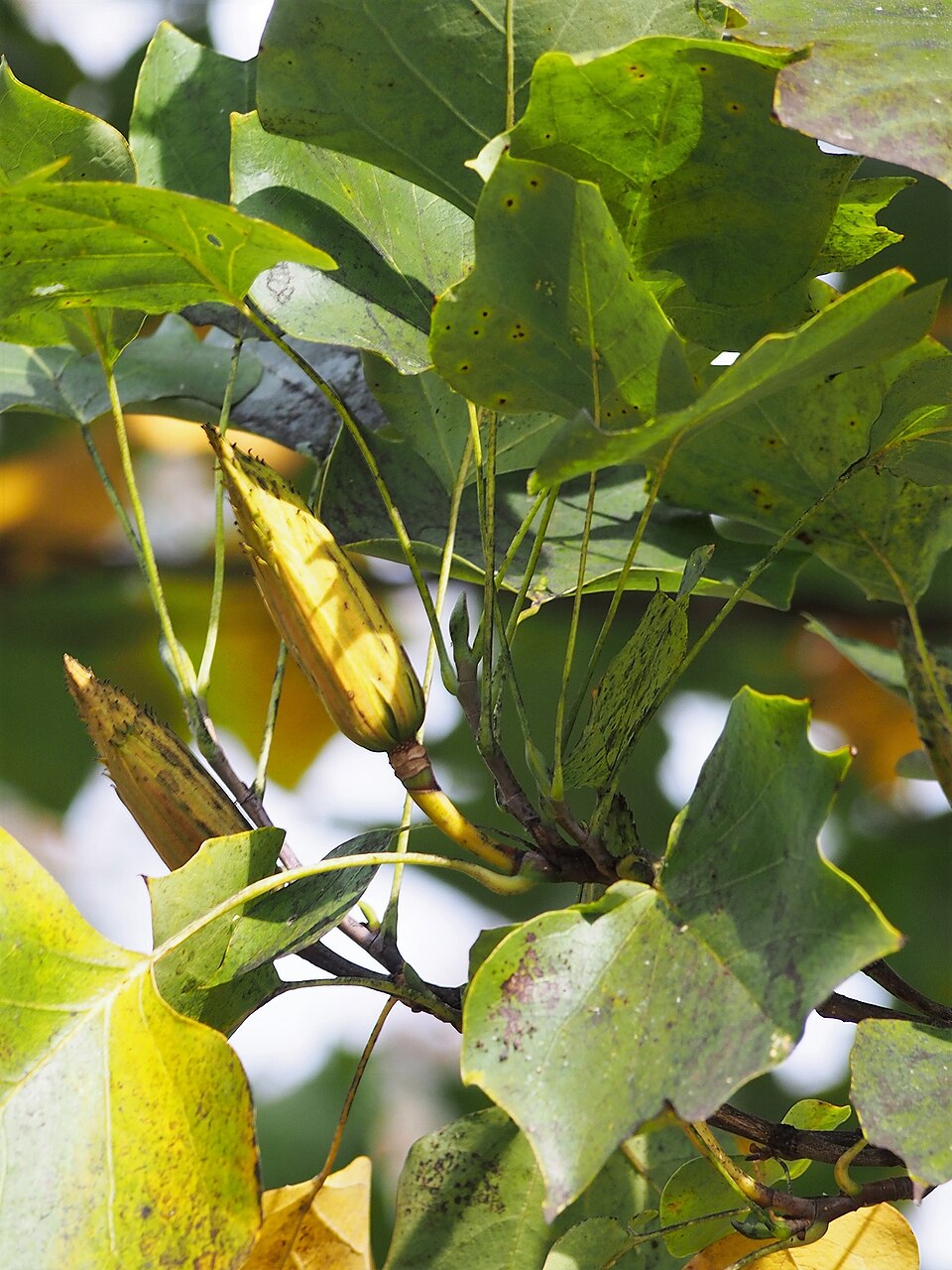 Liriodendron tulipifera 'Fastigiatum' (Fastigiate Tulip Tree)