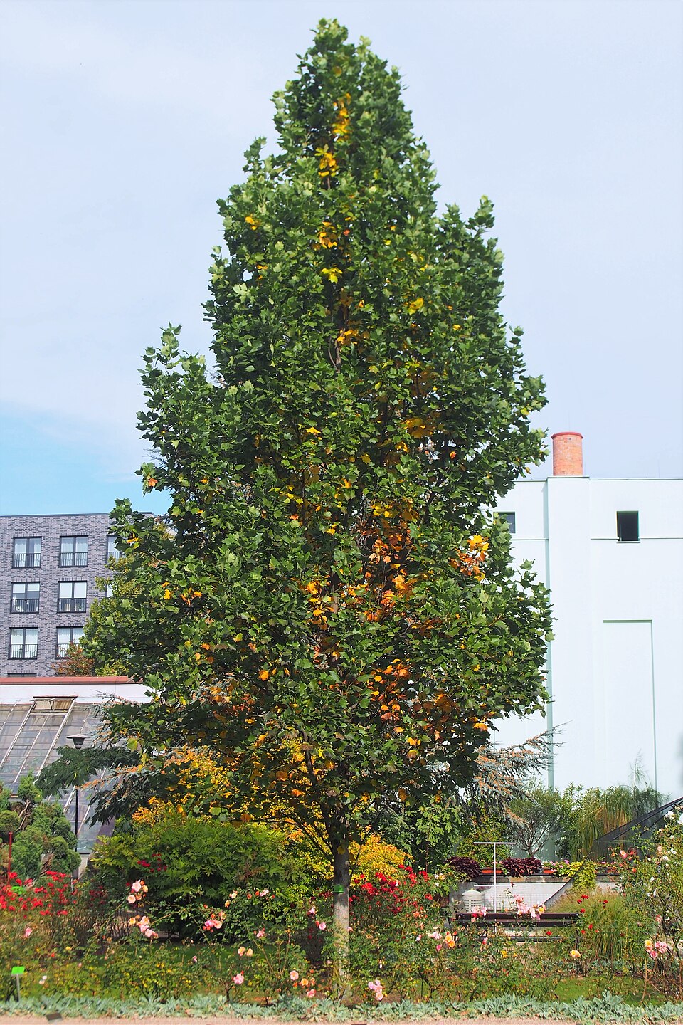 Liriodendron tulipifera 'Fastigiatum' (Fastigiate Tulip Tree) (alternate view 2)