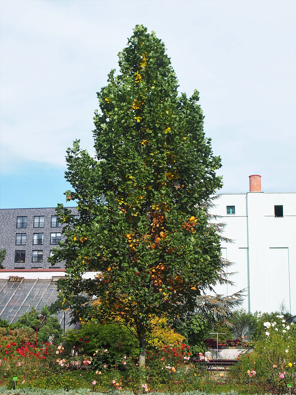 Liriodendron tulipifera 'Fastigiatum' (Fastigiate Tulip Tree) (alternate view 3)