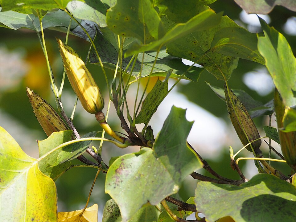 Liriodendron tulipifera 'Fastigiatum' (Fastigiate Tulip Tree) (alternate view 4)