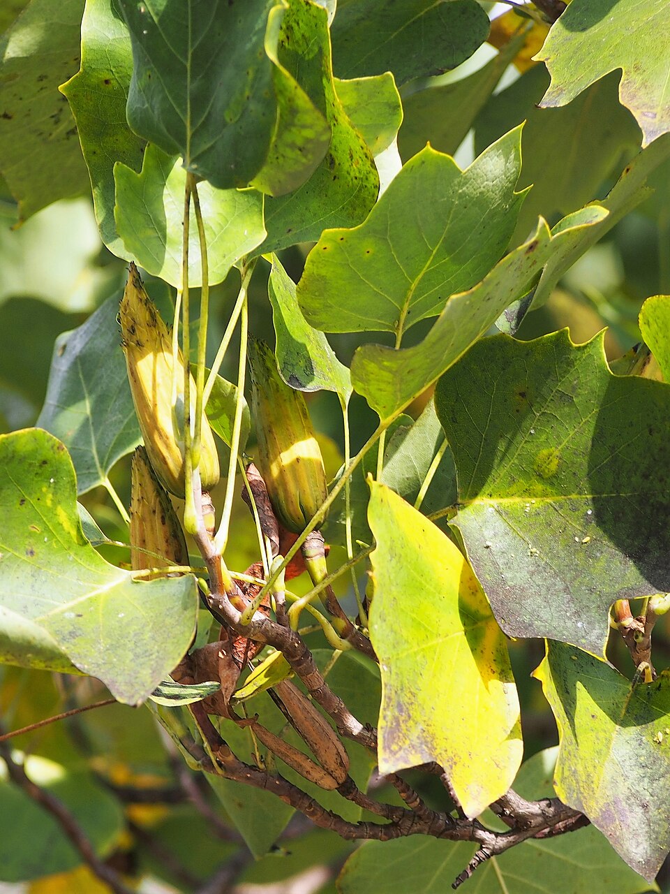Liriodendron tulipifera 'Fastigiatum' (Fastigiate Tulip Tree) (alternate view 5)