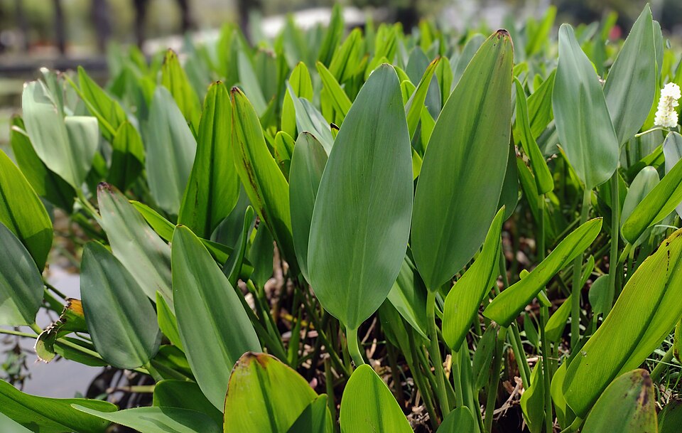 Pontederia (Pickerel Weeds)