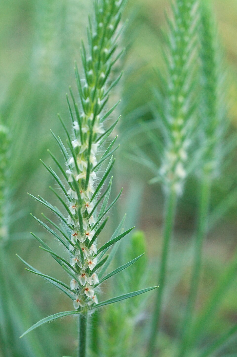 Plantago aristata (bracted plantain) (alternate view 7)
