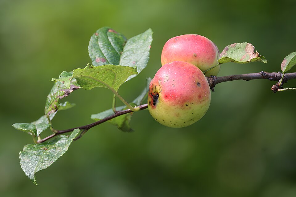 Malus 'Van Eseltine' (alternate view 2)