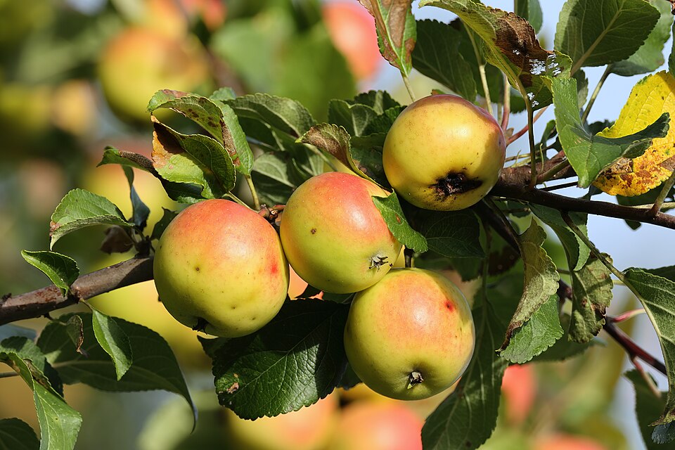 Malus 'Van Eseltine' (alternate view 3)