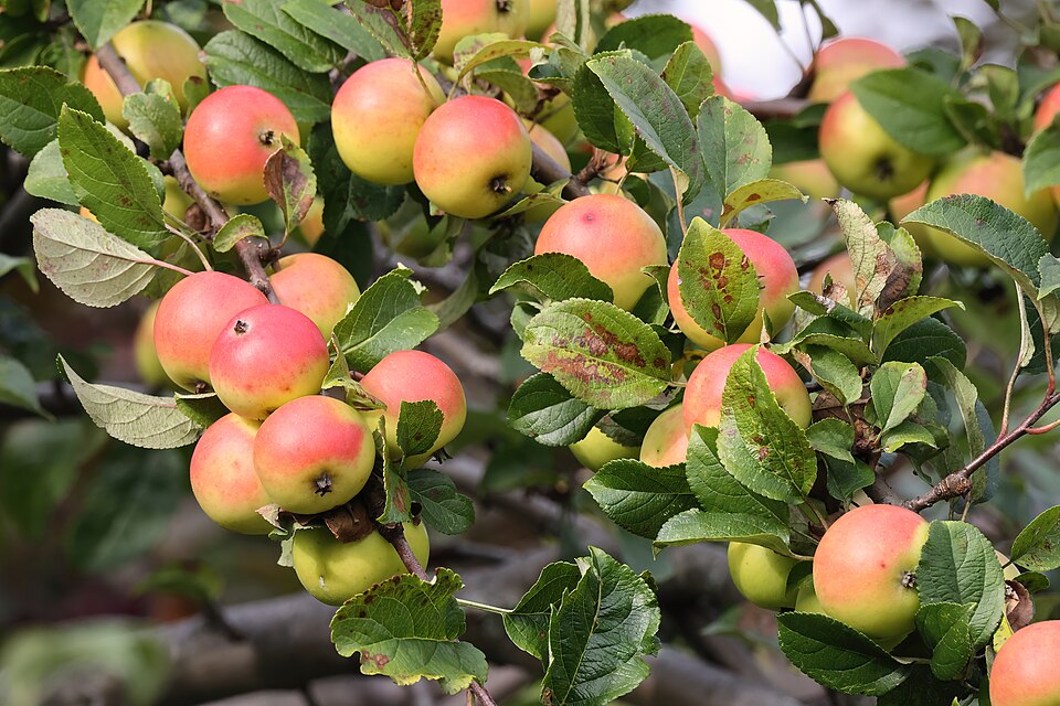 Malus 'Van Eseltine' (alternate view 4)