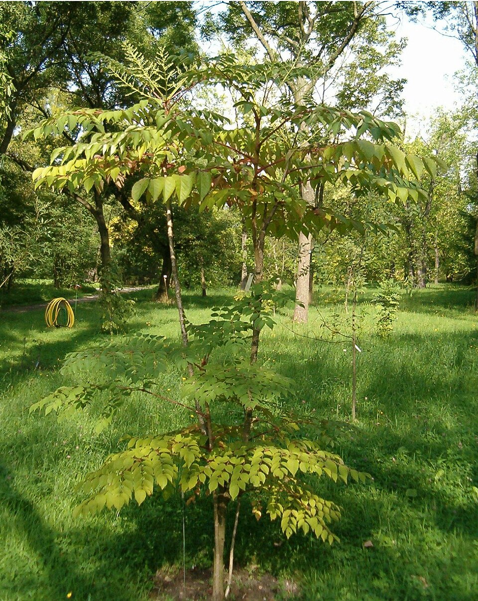 Aralia elata (Japanese angelica tree) (alternate view 7)
